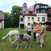 Drei Bewohner stehen mit ihrer Betreuerin auf der Wiese. An der Leine halten sie die beiden Alpakas, die sich vor allem für das Gras interessieren. Im Hintergrund ist die Wohnstätte Daheim zu sehen.