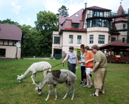 Drei Bewohner stehen mit ihrer Betreuerin auf der Wiese. An der Leine halten sie die beiden Alpakas, die sich vor allem für das Gras interessieren. Im Hintergrund ist die Wohnstätte Daheim zu sehen.