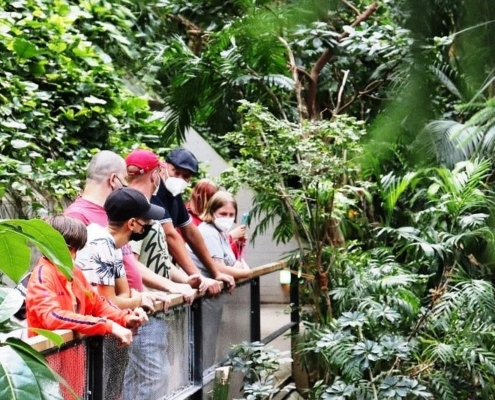 Die Besuchergruppe aus der FuBs steht an einem Geländer. Links und rechts von der Brücke/dem Weg wachsen üppige tropische Pflanzen.